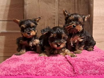 Maschietti di Yorkshire