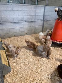 Galline razze diverse