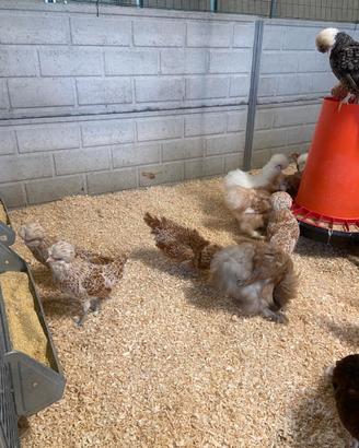 Galline razze diverse