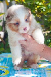Australian Shepherd/Pastore Australiano