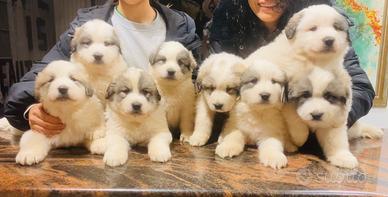 Cuccioli cane da montagna dei Pirenei