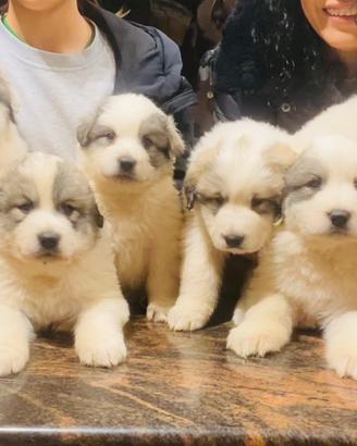 Cuccioli cane da montagna dei Pirenei