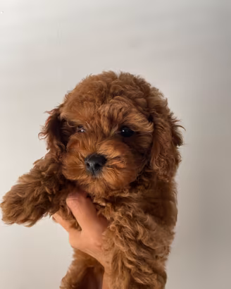 Barboncina Red