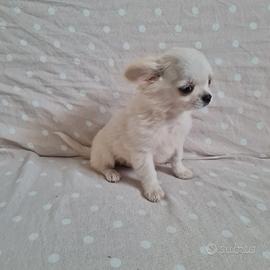 Cuccioli di chihuahua