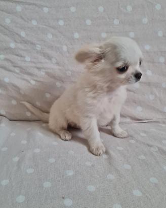 Cuccioli di chihuahua