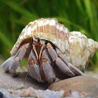 Paguro terrestre _ Coenobita rugosus