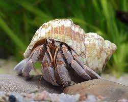 Paguro terrestre _ Coenobita rugosus