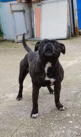 Staffordshire bull terrier adulta