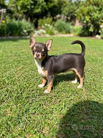 Chihuahua cucciola Tricolore
