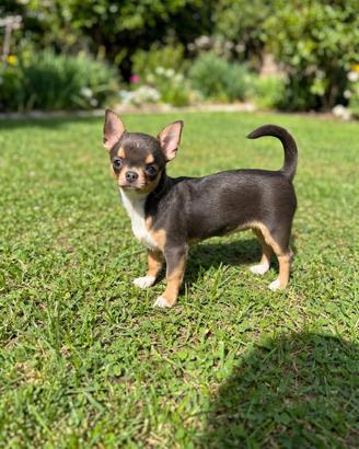 Chihuahua cucciola Tricolore