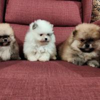 SPITZ POMERANIA NANO con Pedigree ENCI