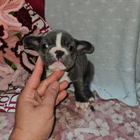 Bulldog Francese blu e bianco 1