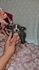 Bulldog Francese blu e bianco 1