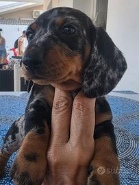 Bassotti nani e kaninchen