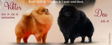 Spitz tedesco nano Pomerania