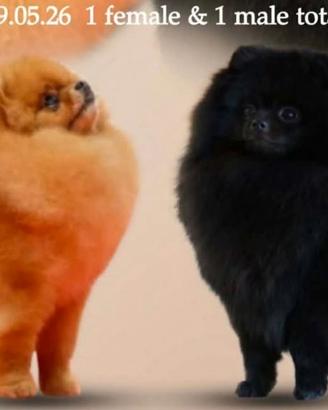 Spitz tedesco nano Pomerania