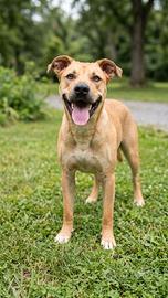 Cucciolone 10 mesi taglia grande mix pit