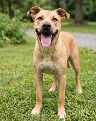 Cucciolone 10 mesi taglia grande mix pit