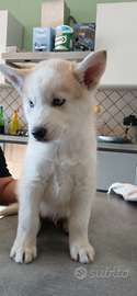 Cuccioli Husky Siberian