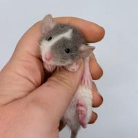 Cuccioli di RATTO DOMESTICO selezionati e docili