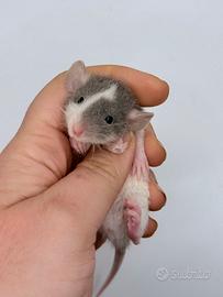 Cuccioli di RATTO DOMESTICO selezionati e docili