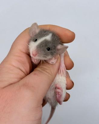 Cuccioli di RATTO DOMESTICO selezionati e docili