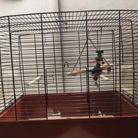 gabbia pappagalli e uccelli