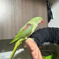 Grande Alessandrino allevato a mano maschio