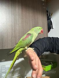 Grande Alessandrino allevato a mano maschio