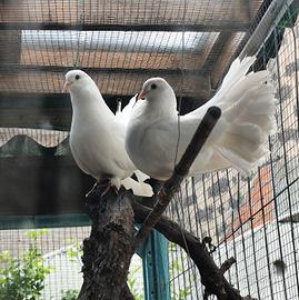Colombe pavoncelle ornamentali 