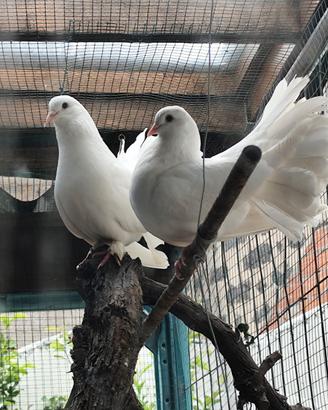Colombe pavoncelle ornamentali 