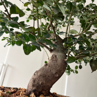 Bonsai di ligustro