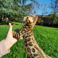 Bengala gatto