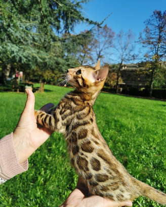 Bengala gatto