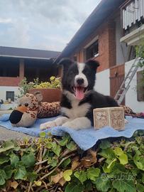 Border Collie cucciolo