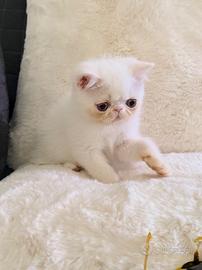 Exotic Shorthair bianco