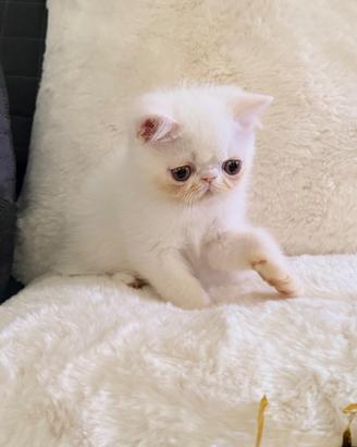 Exotic Shorthair bianco