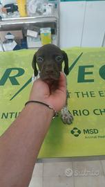 Kurzhaar bracco tedesco cuccioli