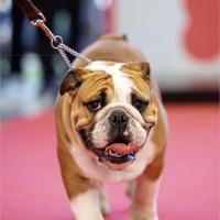 Bulldog Inglese per monta