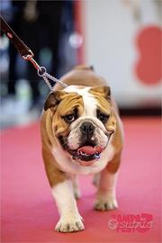 Bulldog Inglese per monta