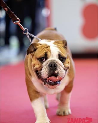 Bulldog Inglese per monta