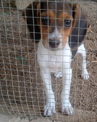 Beagle