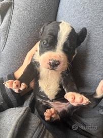 Cuccioli corso X dogo argentino