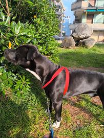 Cane da monta razza pura Hamstaff