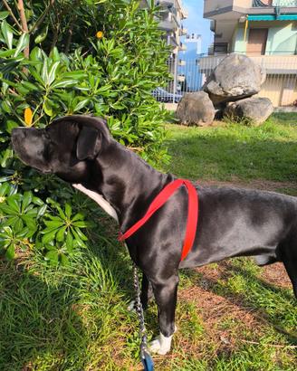 Cane da monta razza pura Hamstaff