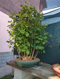 bonsai