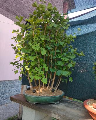 bonsai