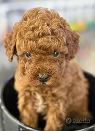 Cuccioli di barboncini piccinissimi