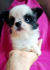 Chihuahua femmina bianco con nero PL