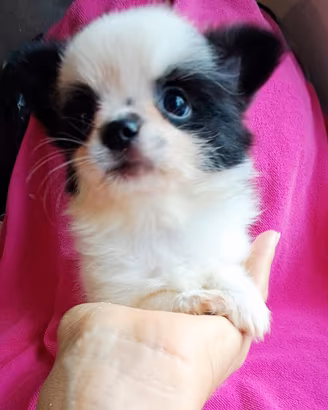 Chihuahua femmina bianco con nero PL